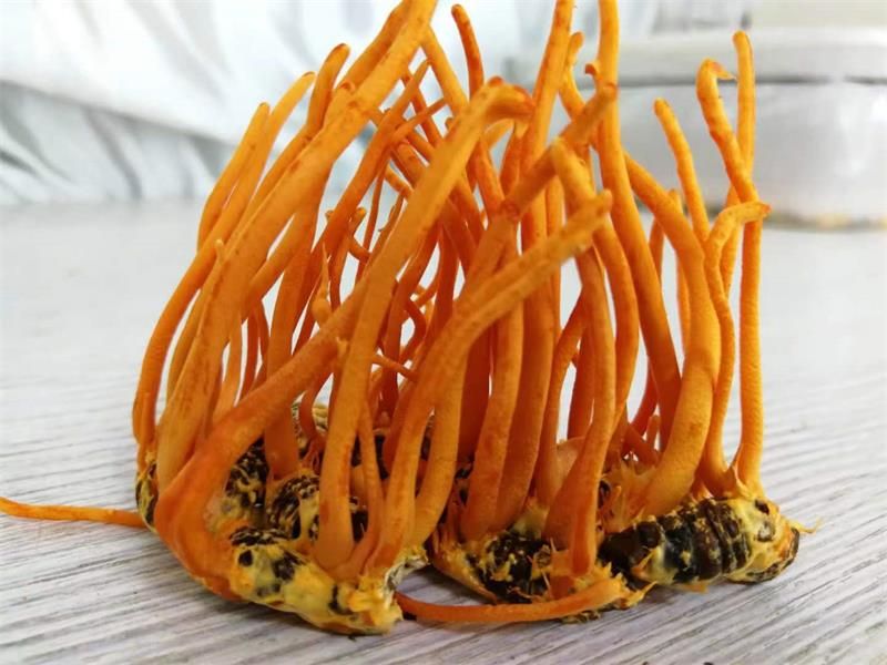 蠶蛹蟲(chóng)草、冬蟲(chóng)夏草、蟲(chóng)草花的區(qū)別